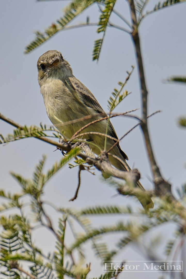 Moucherolle gris - ML644126028