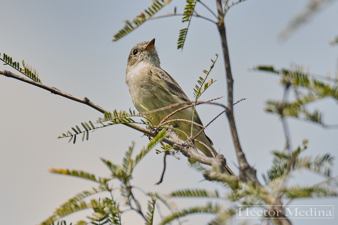 Moucherolle gris - ML644126029