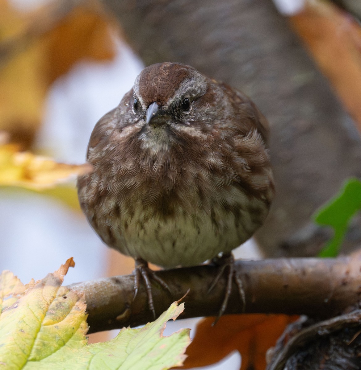 Chingolo Cantor - ML644126051