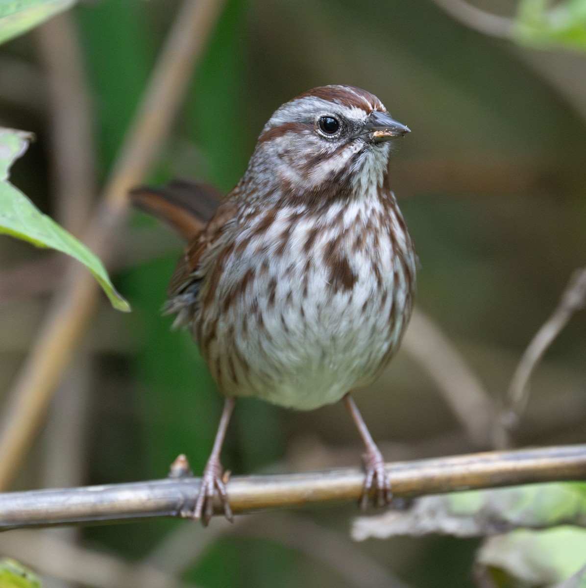 Chingolo Cantor - ML644126052