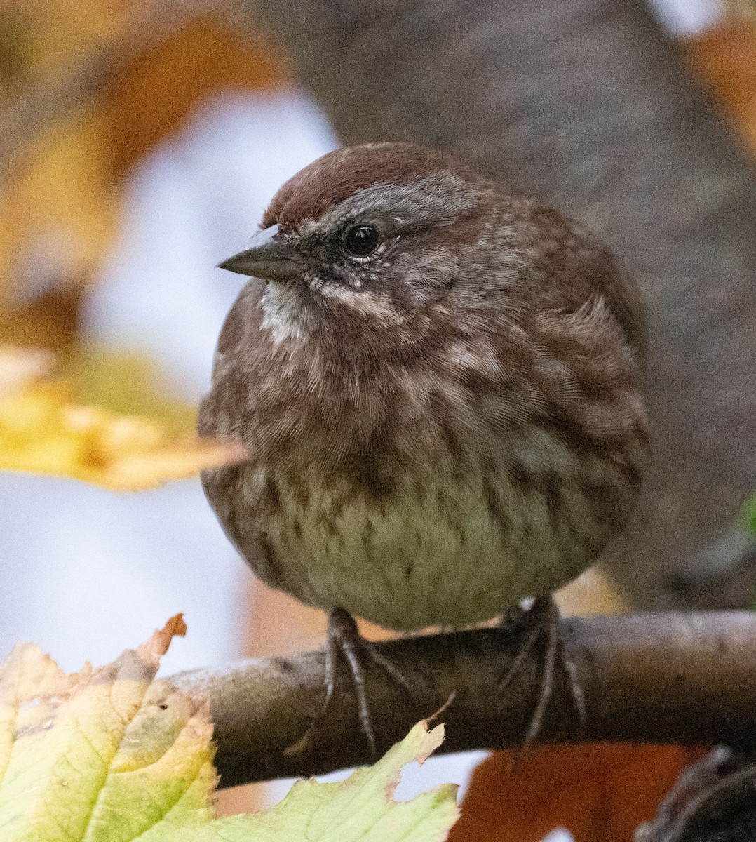 Chingolo Cantor - ML644126053