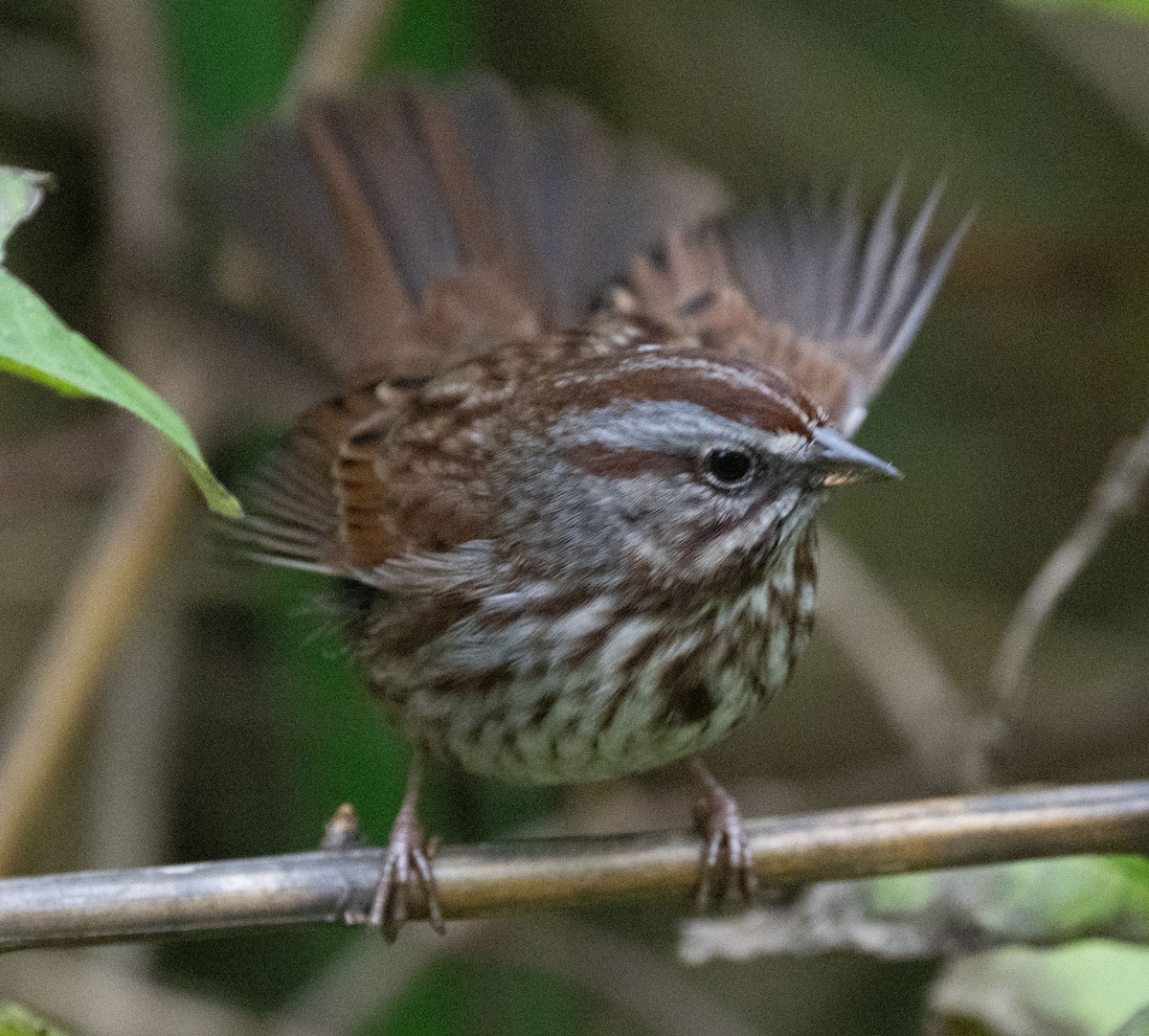 Chingolo Cantor - ML644126054