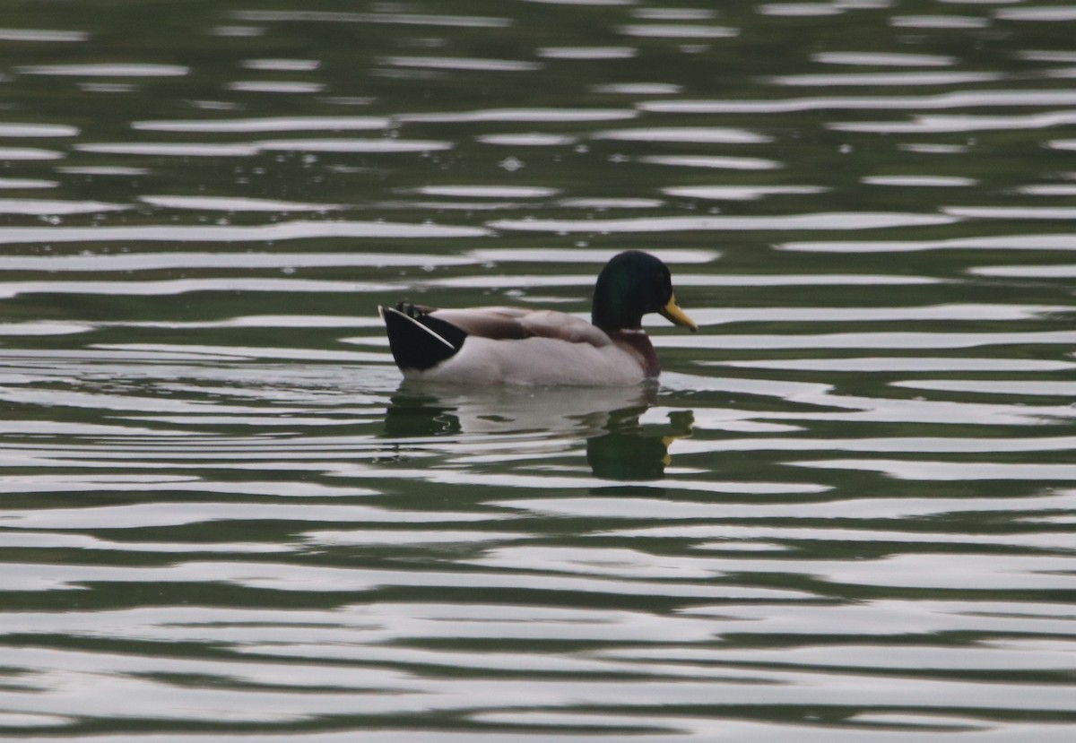 Mallard - ML644126059