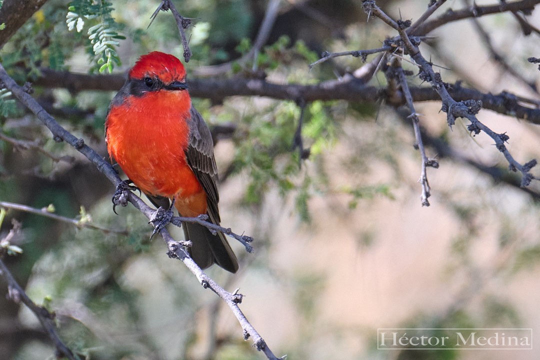 Vermilion Flycatcher - ML644126060