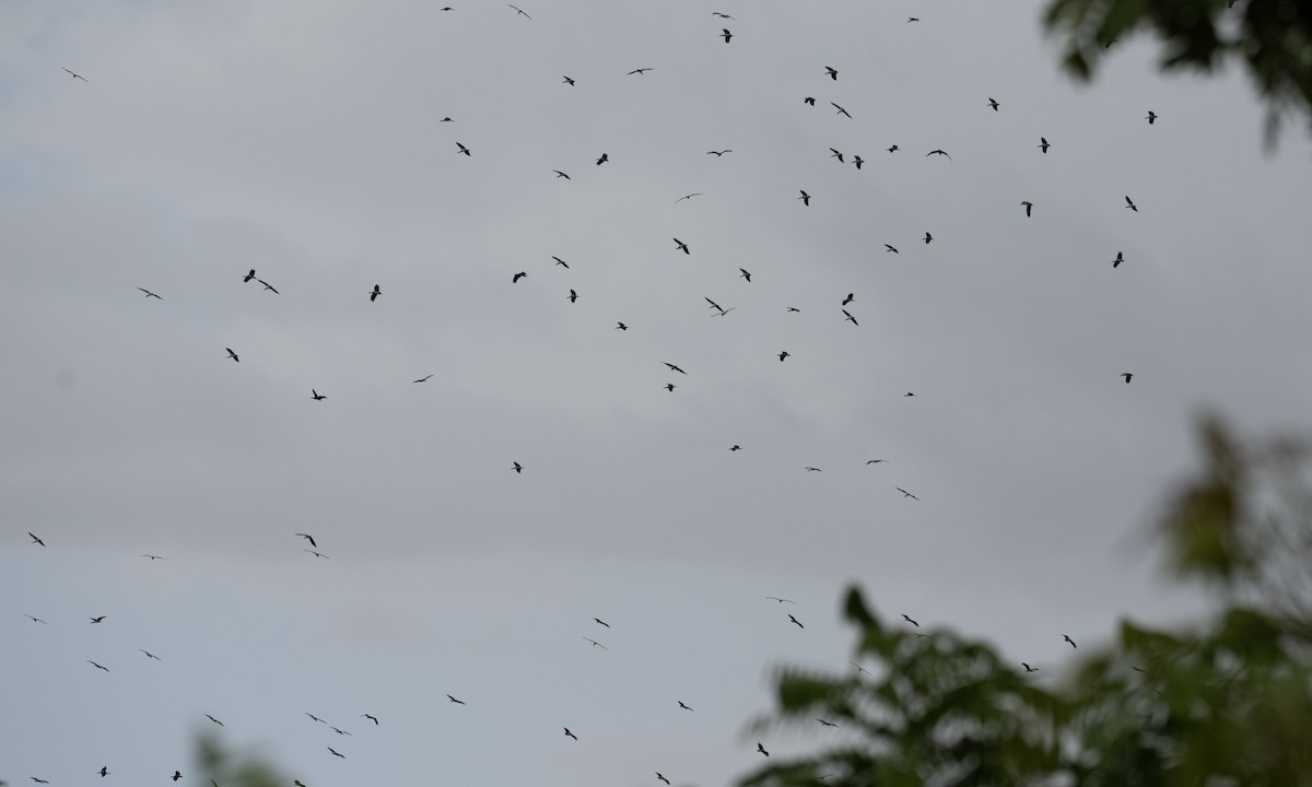 Abdim's Stork - ML644126066