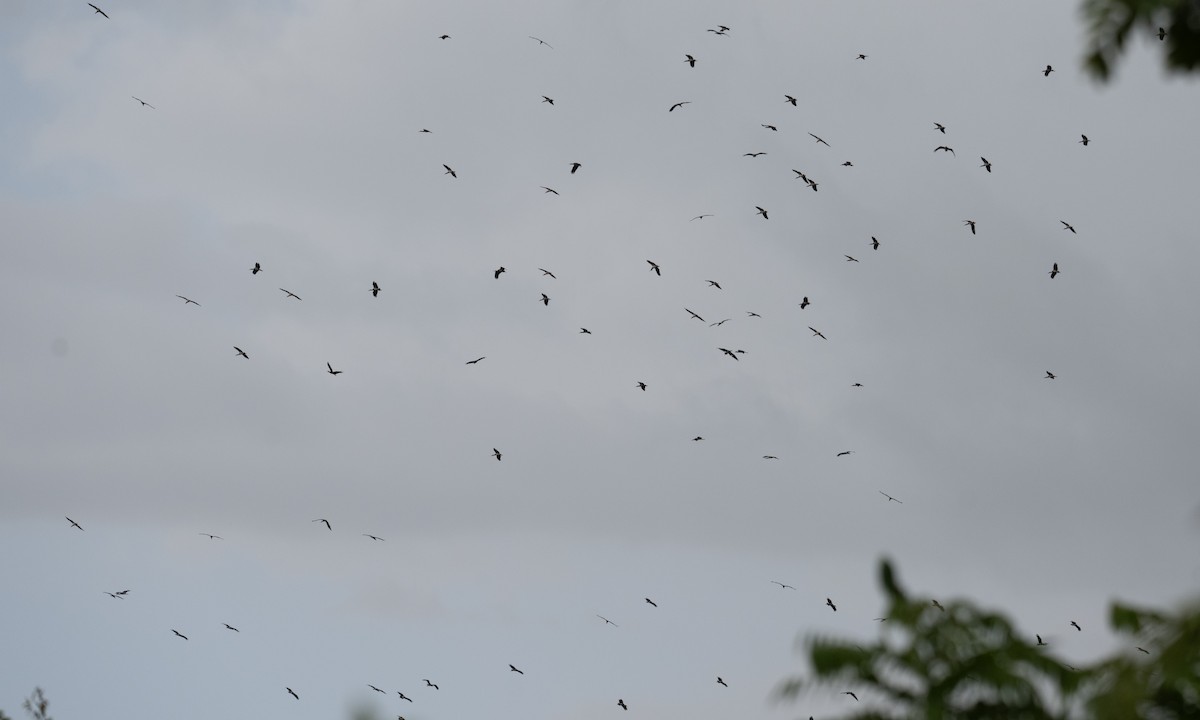 Abdim's Stork - ML644126067