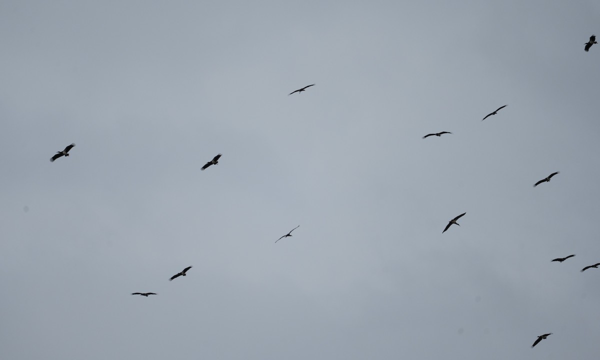 Abdim's Stork - ML644126068