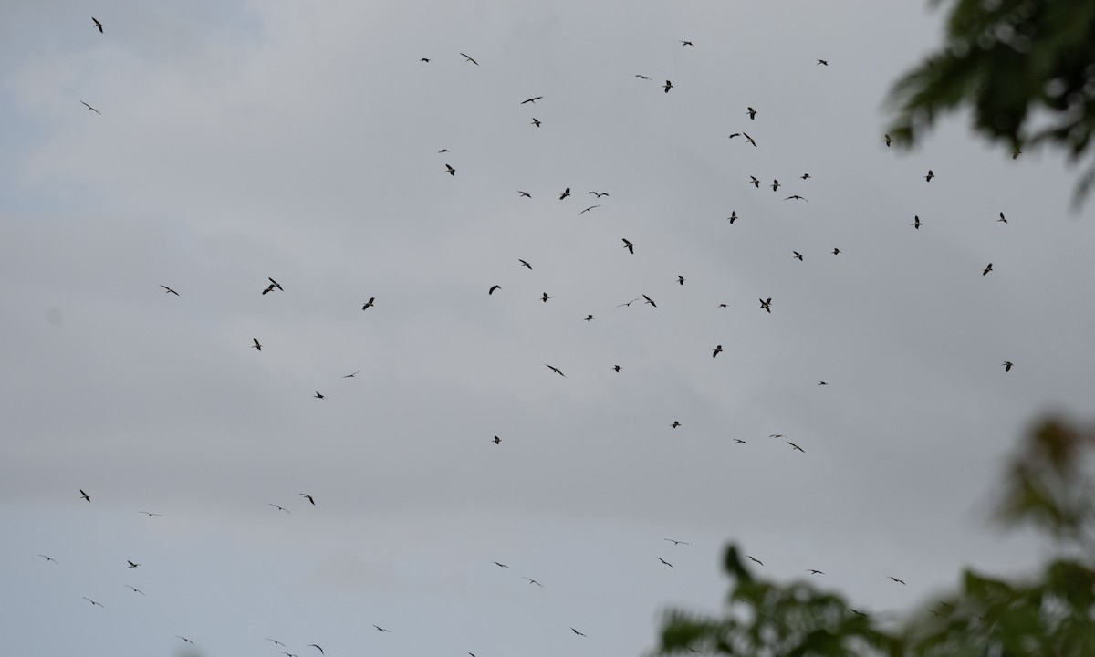 Abdim's Stork - ML644126069