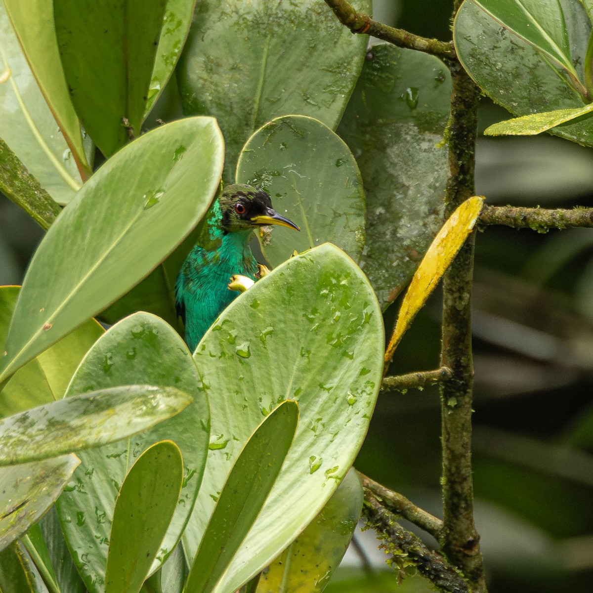 Kappennaschvogel - ML644126078