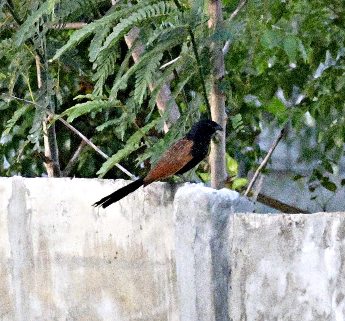 Lesser Coucal - ML644126104