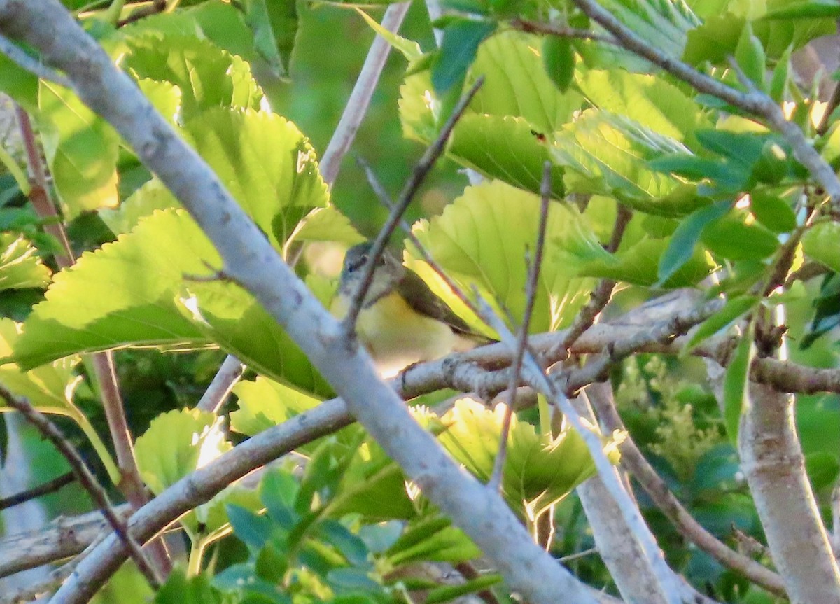 American Redstart - ML644126116
