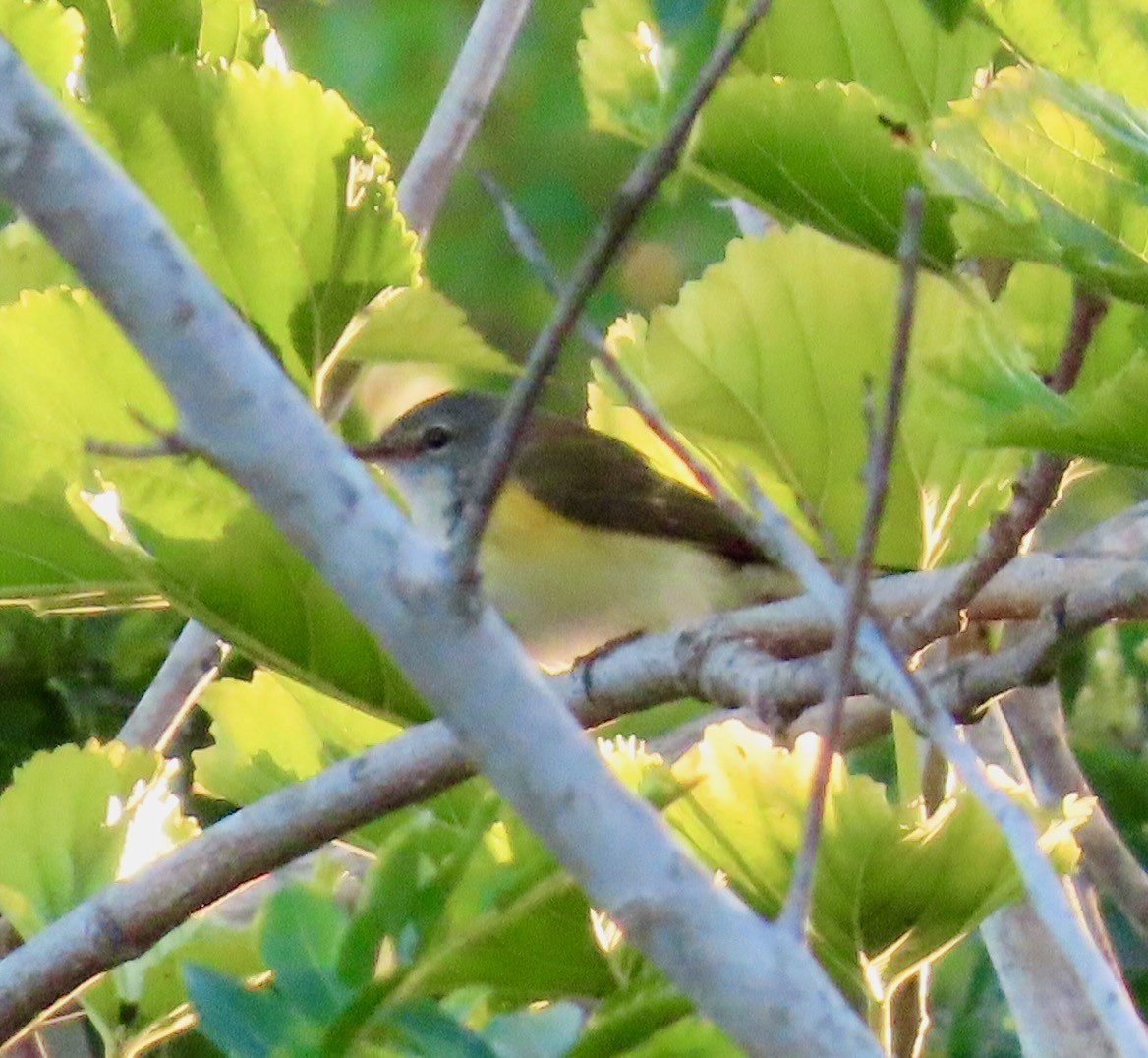 American Redstart - ML644126117
