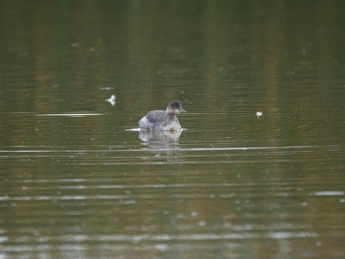 Eared Grebe - ML644126137