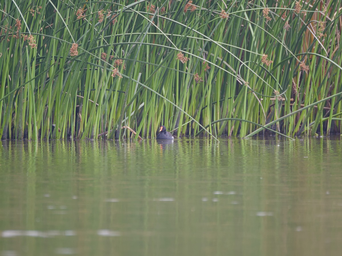 Gallinule d'Amérique - ML644126138
