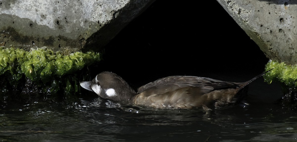 Harlequin Duck - ML644126148