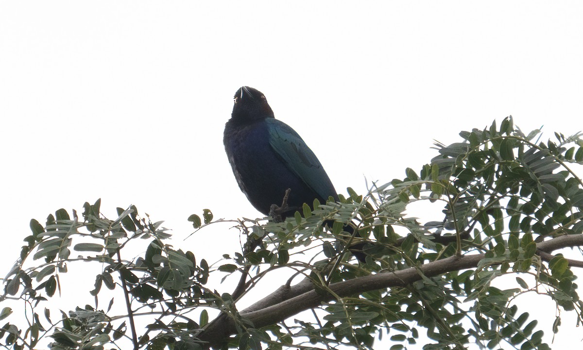 Purple Starling - ML644126155