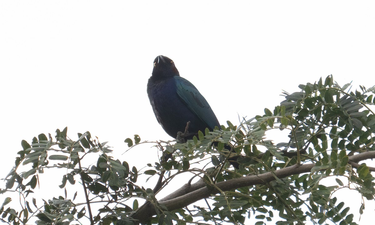 Purple Starling - ML644126156