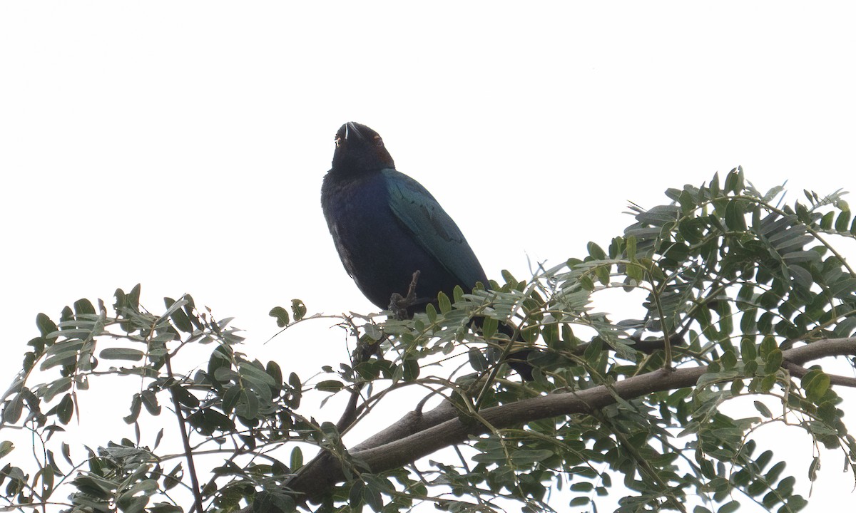 Purple Starling - ML644126157