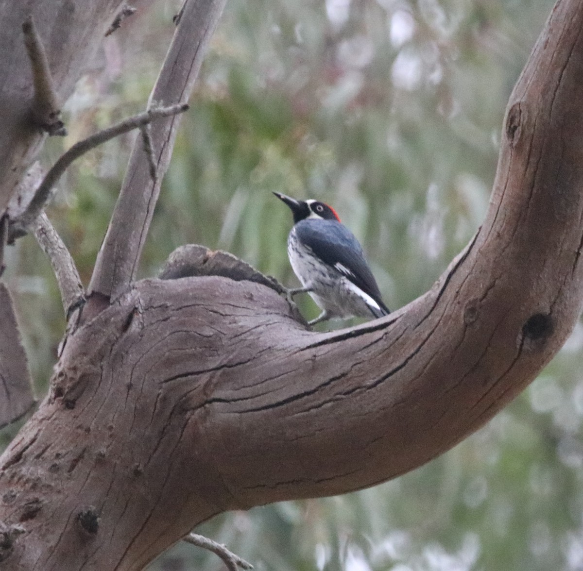 Acorn Woodpecker - ML644126161