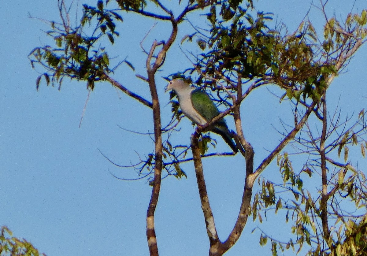 Green Imperial-Pigeon (Green) - ML644126163
