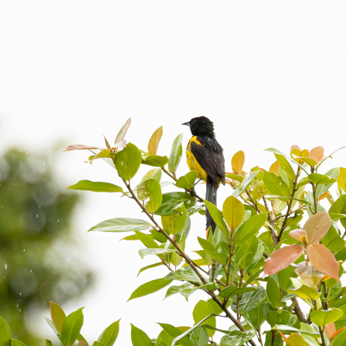 Black-cowled Oriole - ML644126172