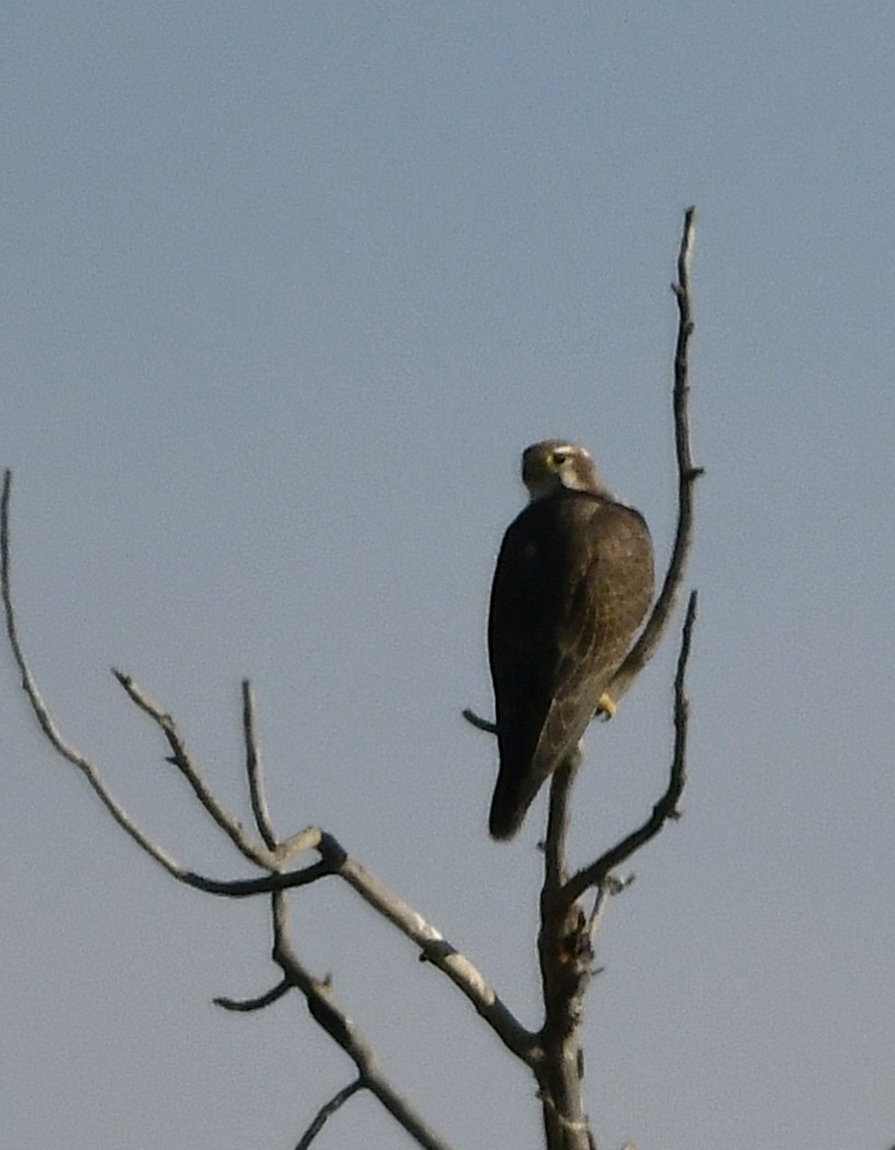 Prairie Falcon - ML644126173
