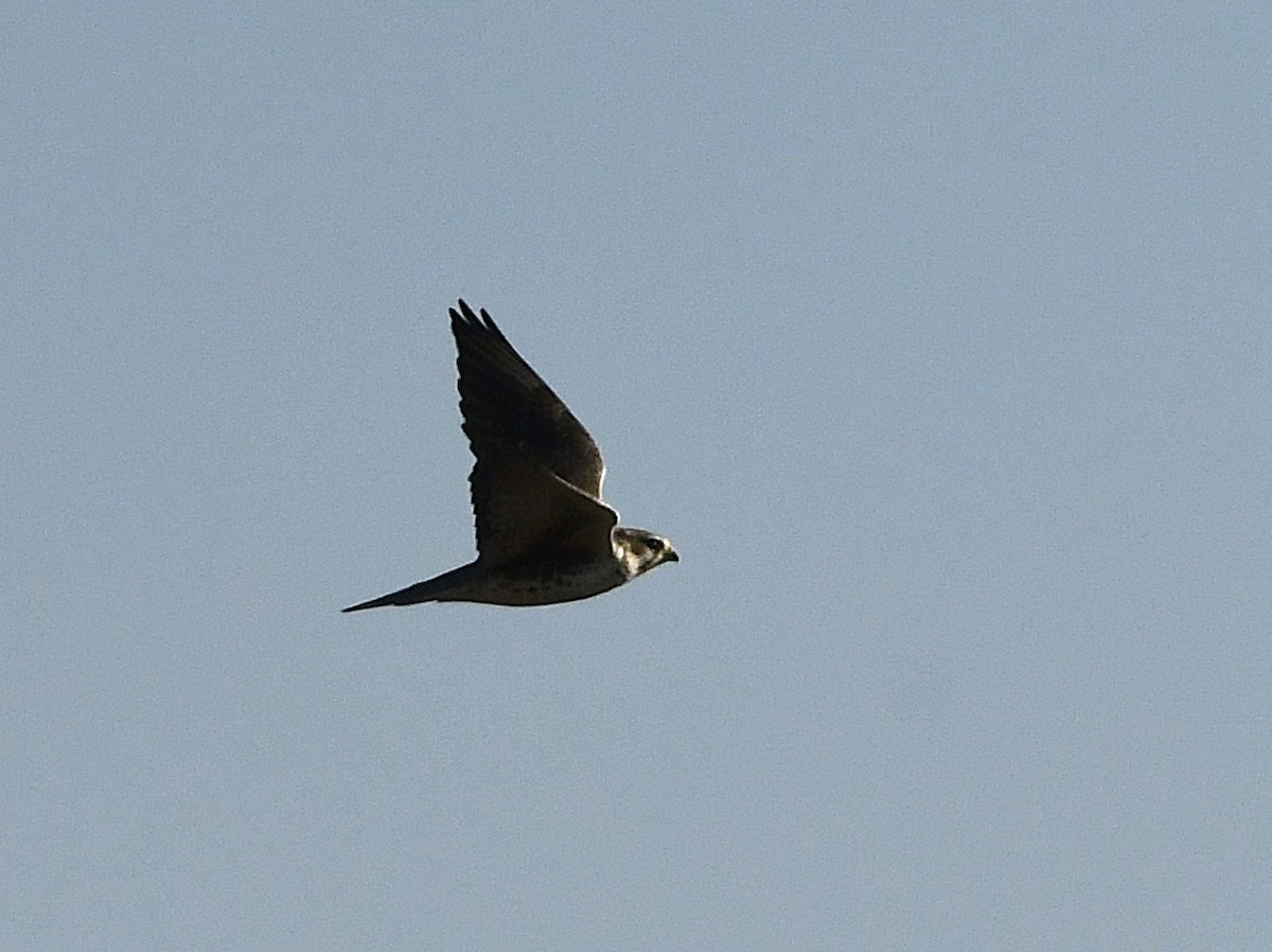 Prairie Falcon - ML644126185