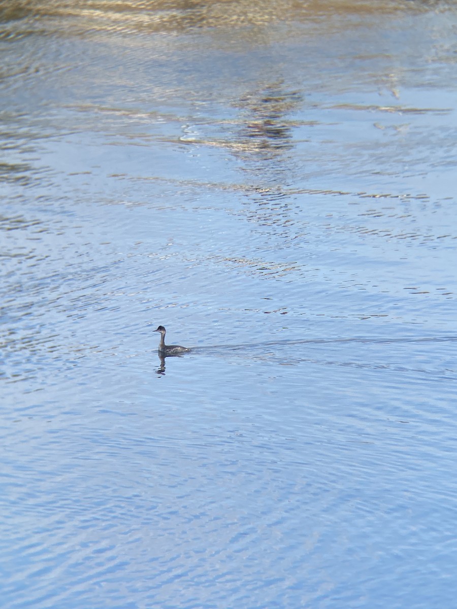 Eared Grebe - ML644126186