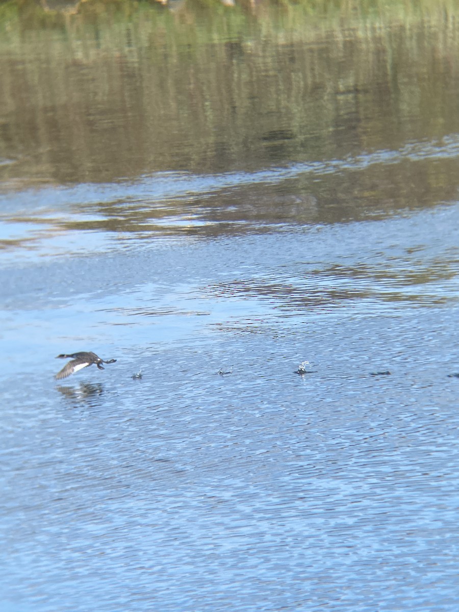 Eared Grebe - ML644126187