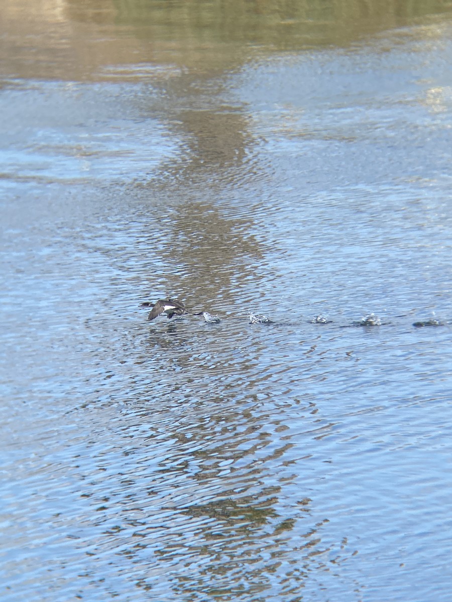 Eared Grebe - ML644126188