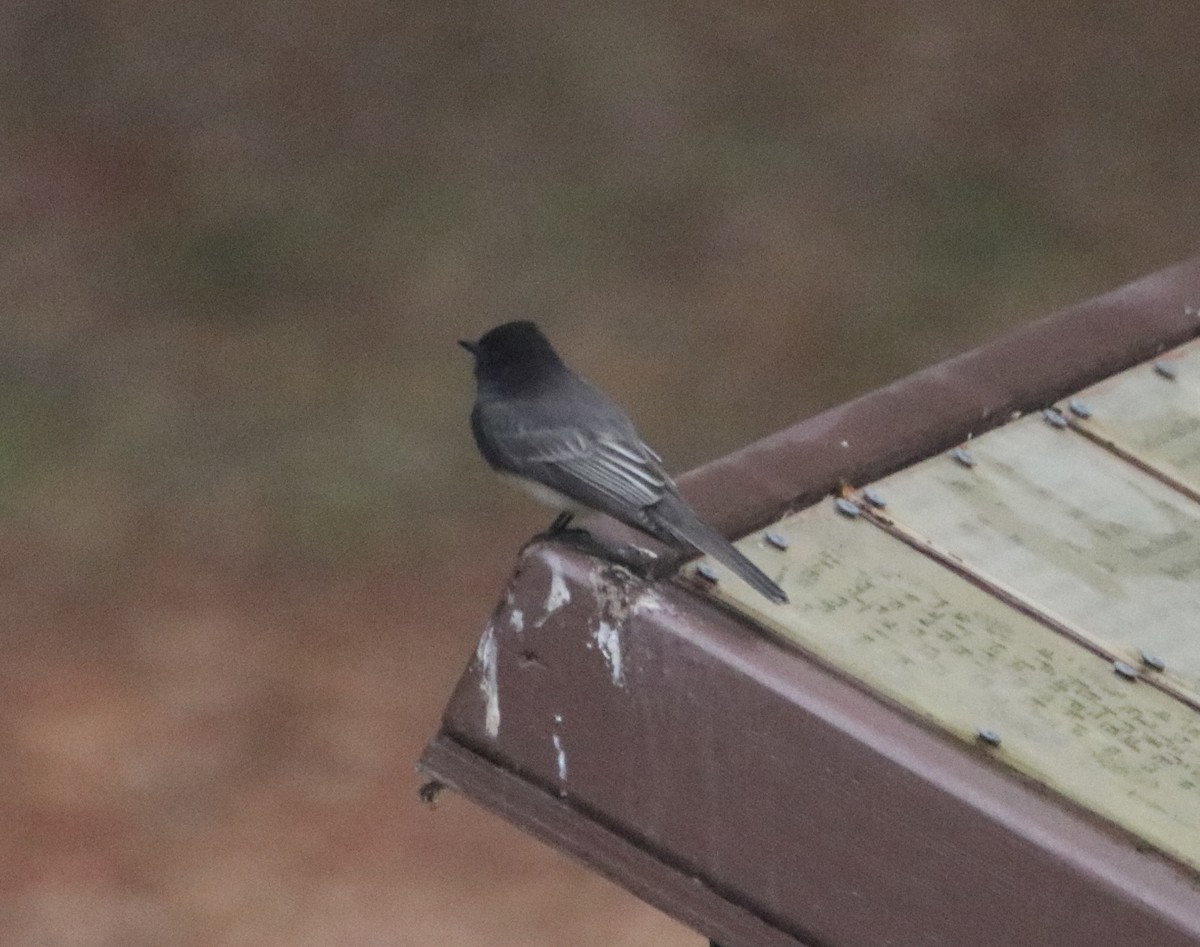 Black Phoebe - ML644126197