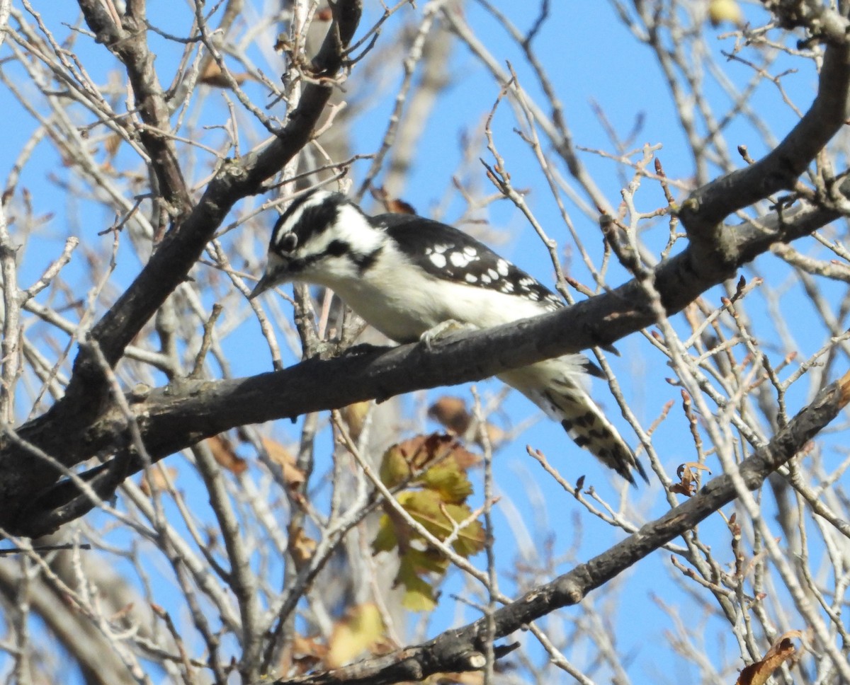 strakapoud osikový - ML644126205