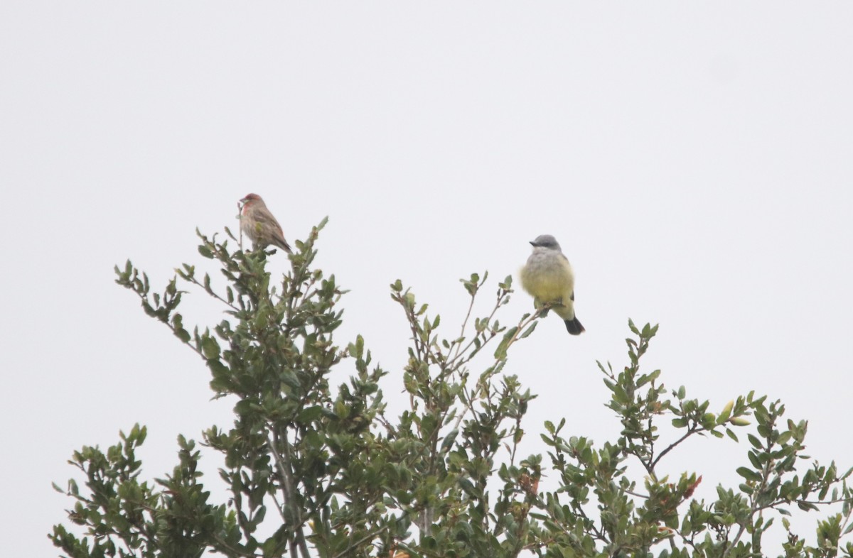 Cassin's Kingbird - ML644126208