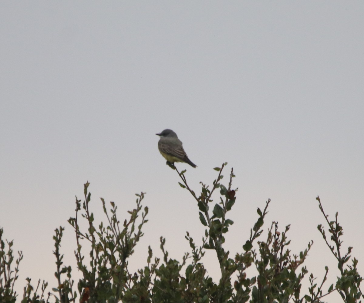 Cassin's Kingbird - ML644126209