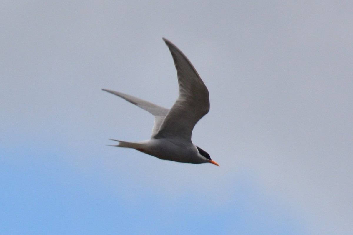Black-fronted Tern - ML644126218
