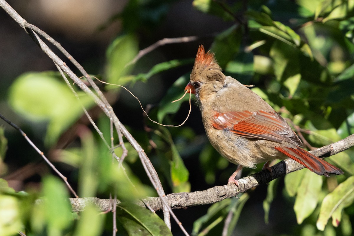 Northern Cardinal - ML644126219