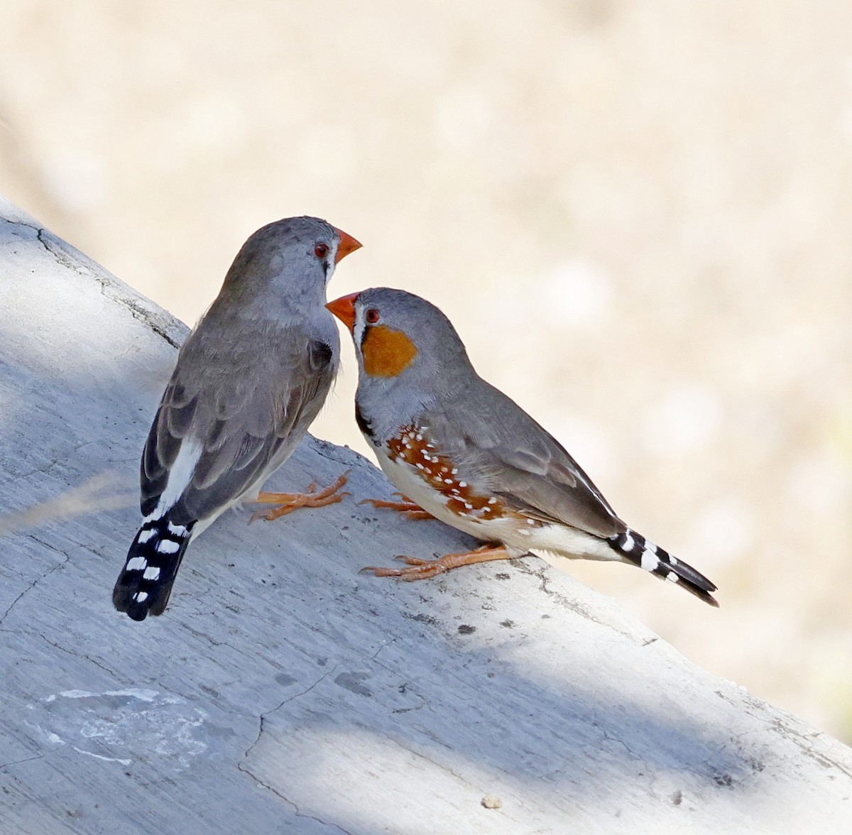 Діамантник зебровий (підвид guttata) - ML644126225