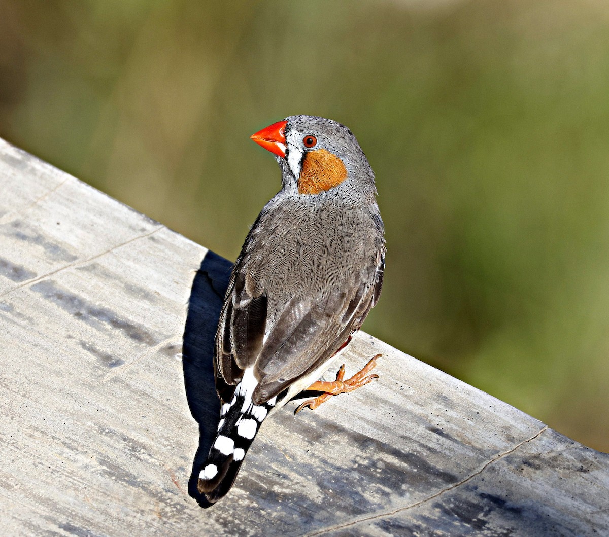 Діамантник зебровий (підвид guttata) - ML644126229