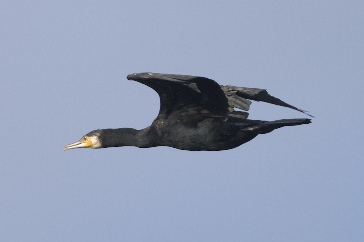 Great Cormorant - ML644126230