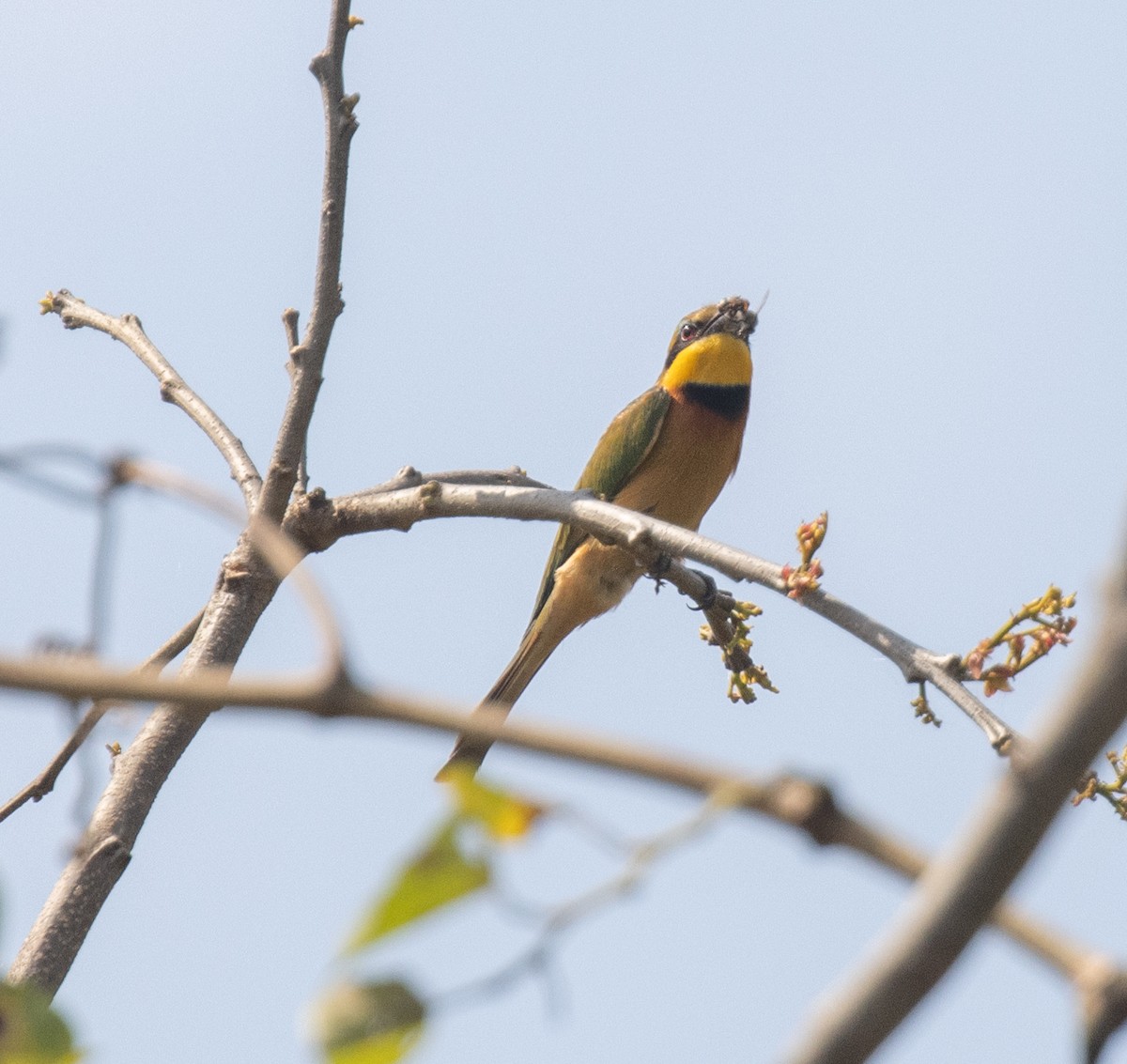 Бджолоїдка карликова - ML644126240