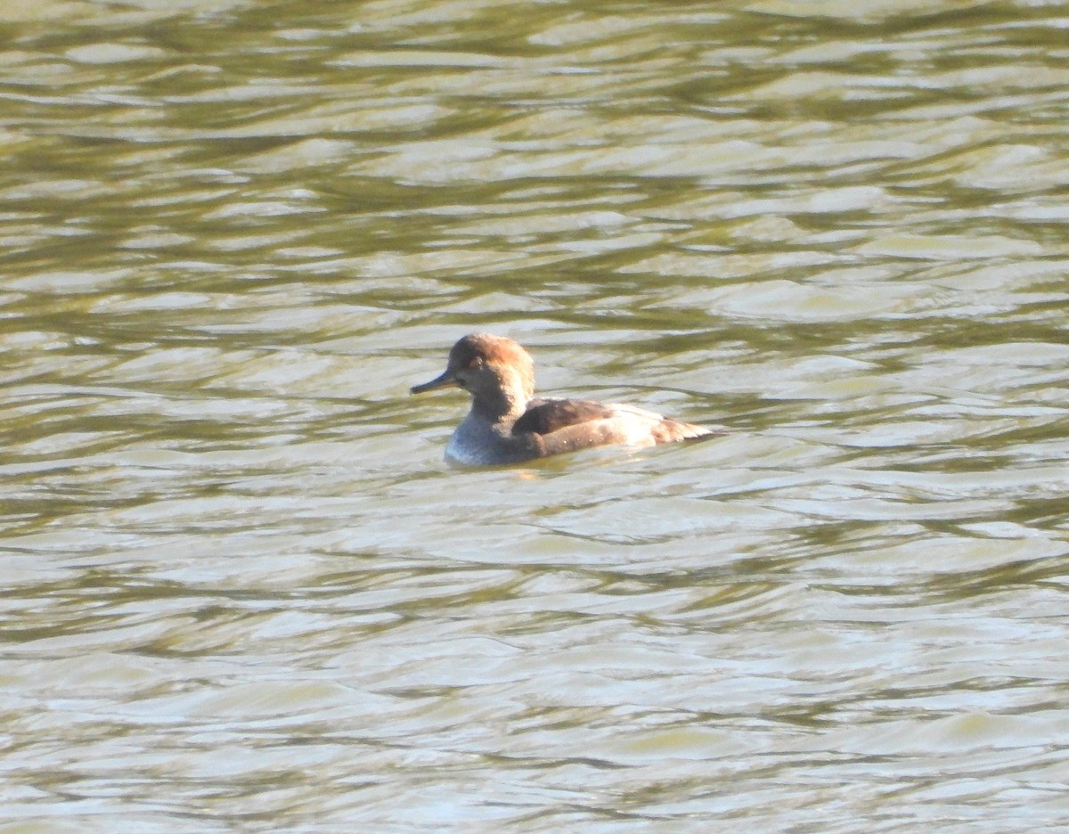 morčák chocholatý - ML644126242