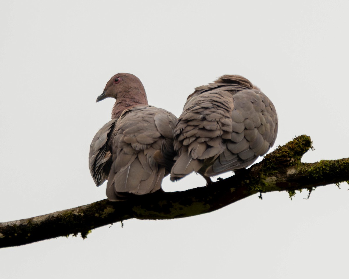 holub krátkozobý - ML644126243