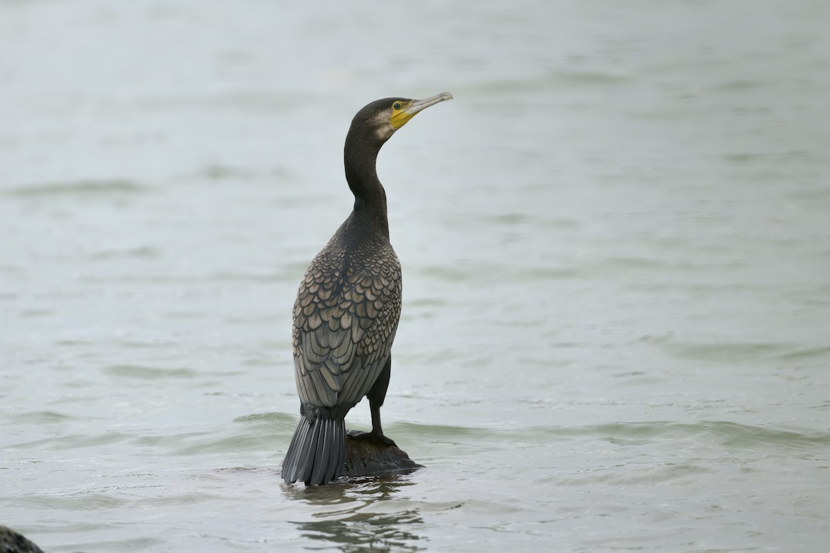 Great Cormorant - ML644126249