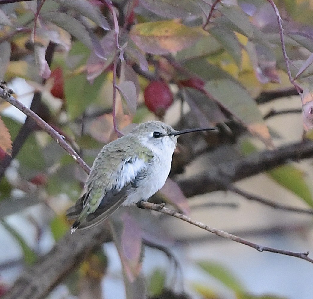 ørkenkolibri - ML644126252