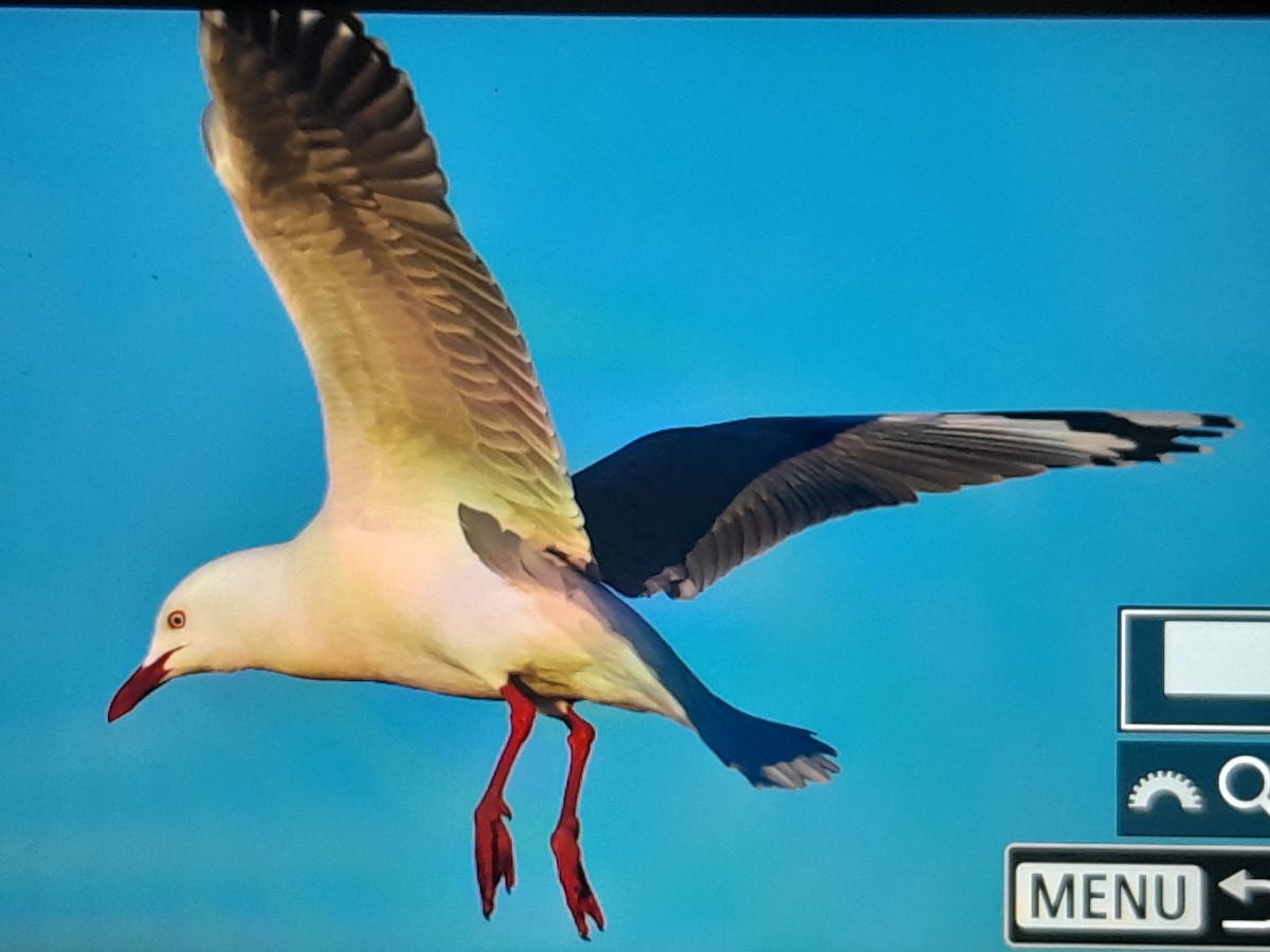 Silver Gull - ML644126255