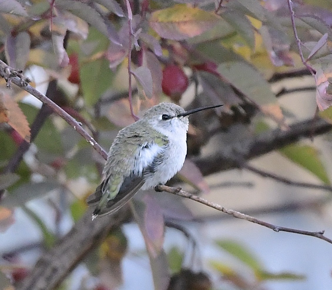 ørkenkolibri - ML644126258