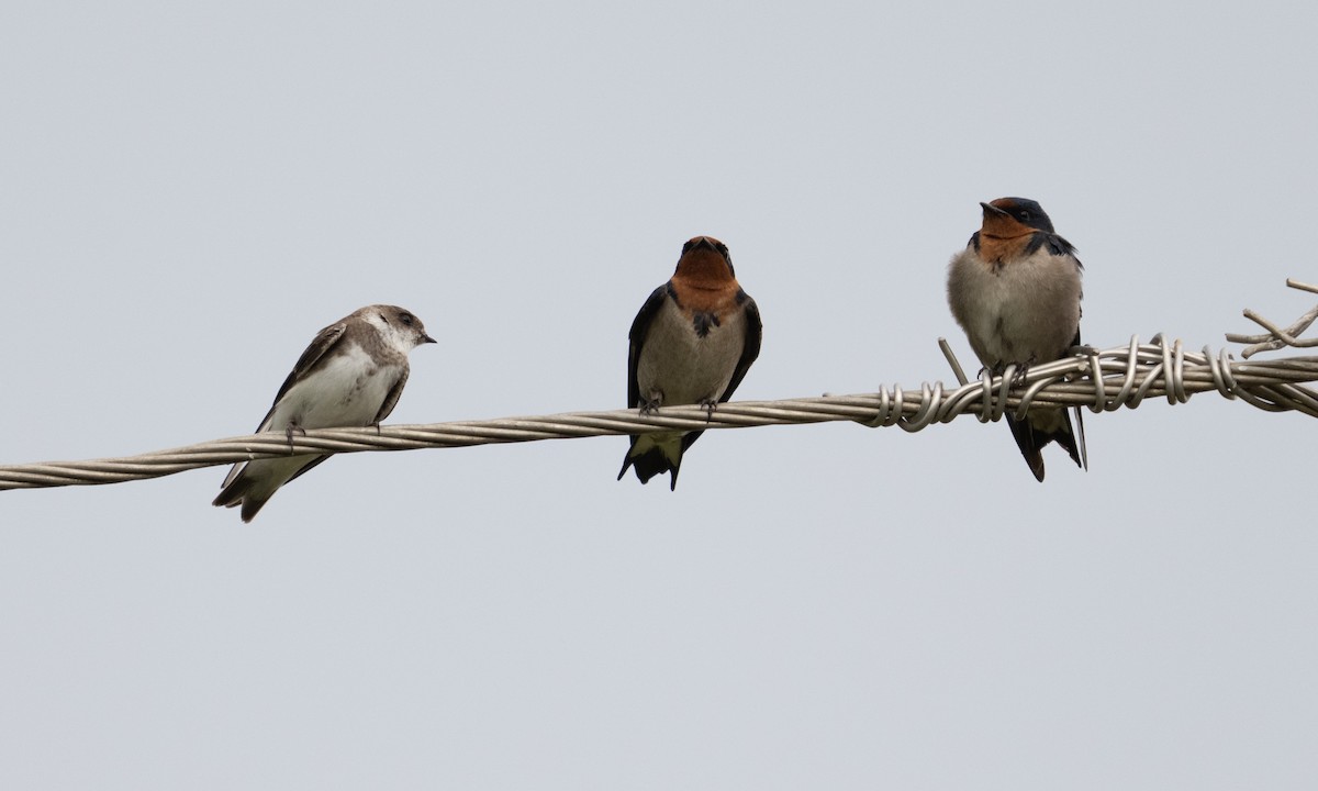 Angola Swallow - ML644126287