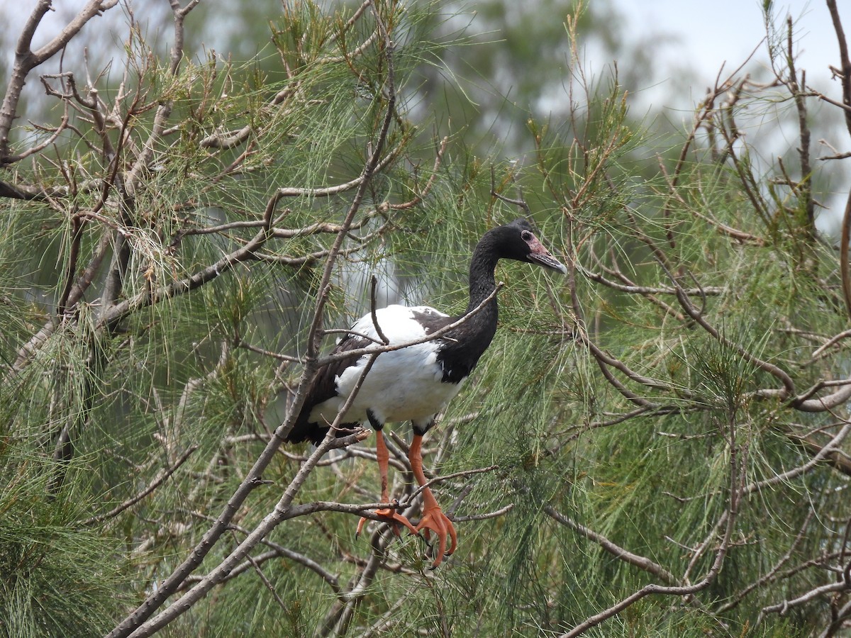 Magpie Goose - ML644126291