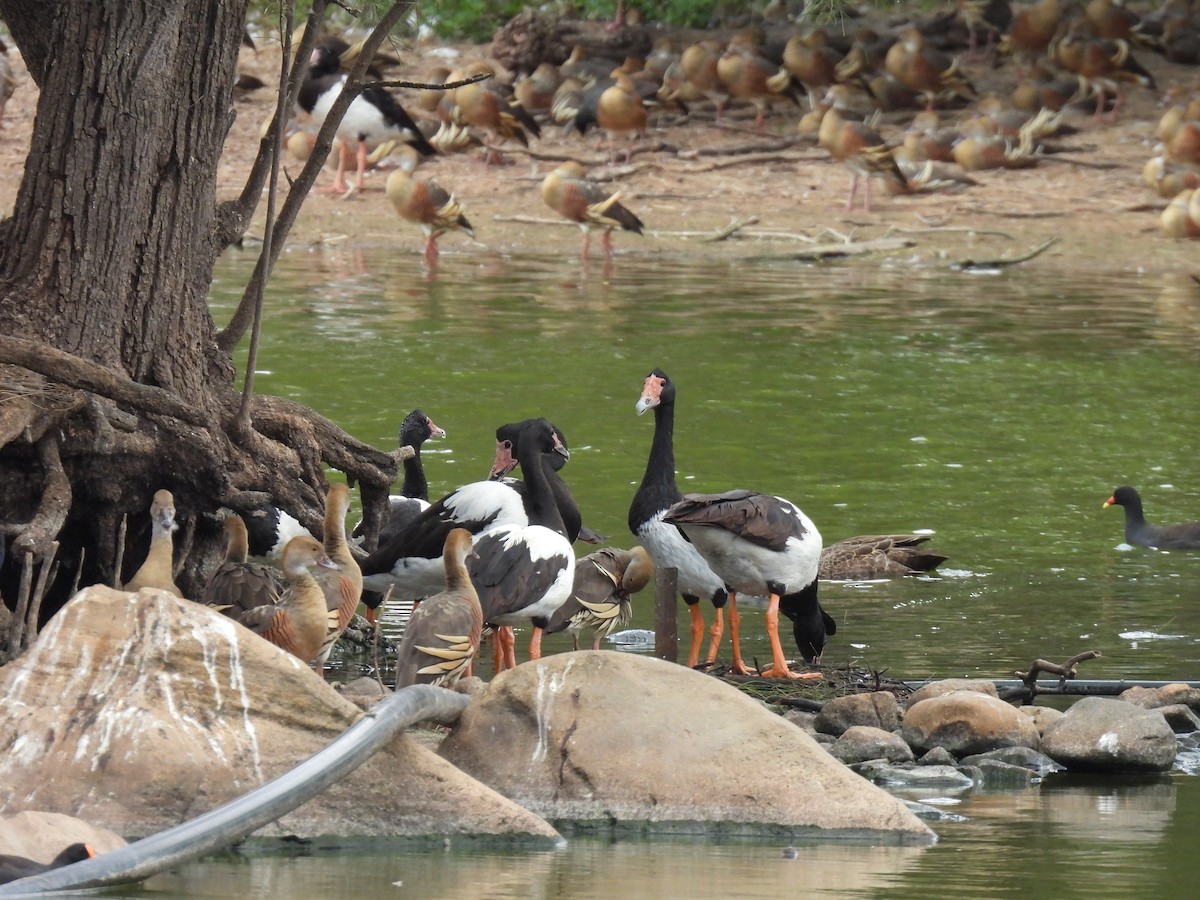 Magpie Goose - ML644126300