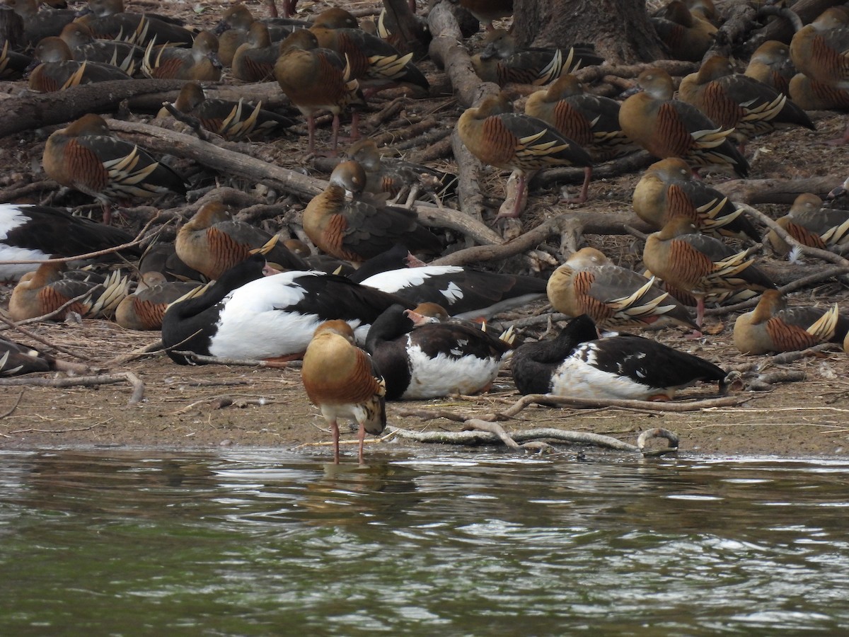 Magpie Goose - ML644126301